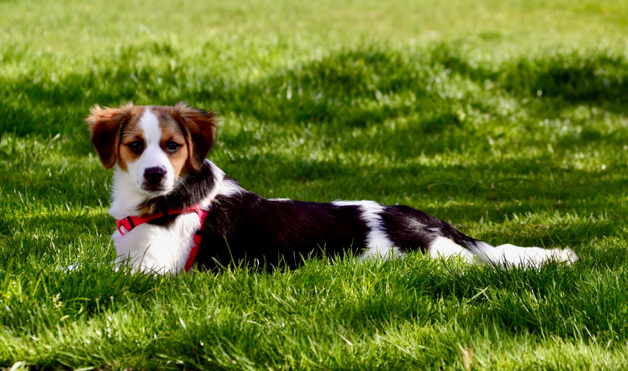 Glindemann Park Off-Leash Area