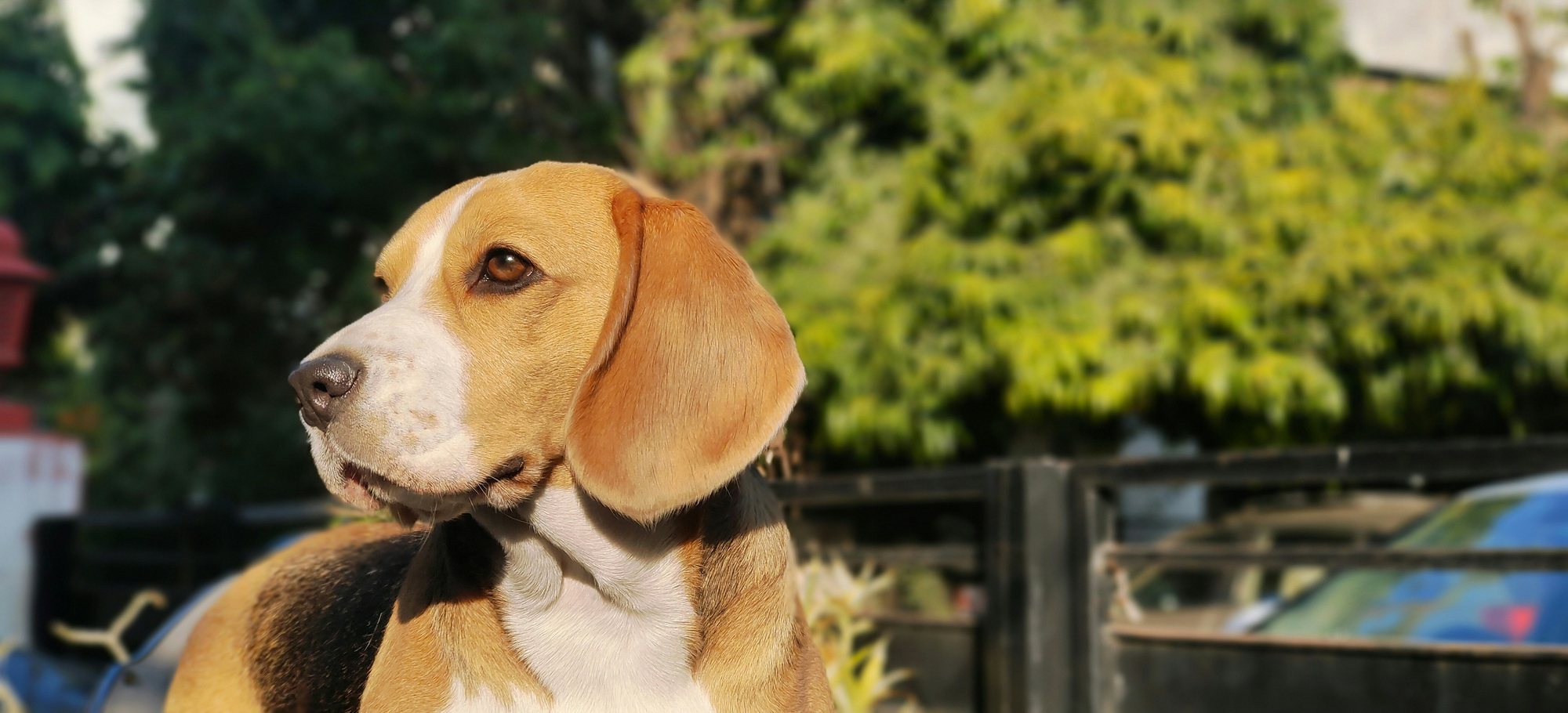 Guyatt Park Dog Park