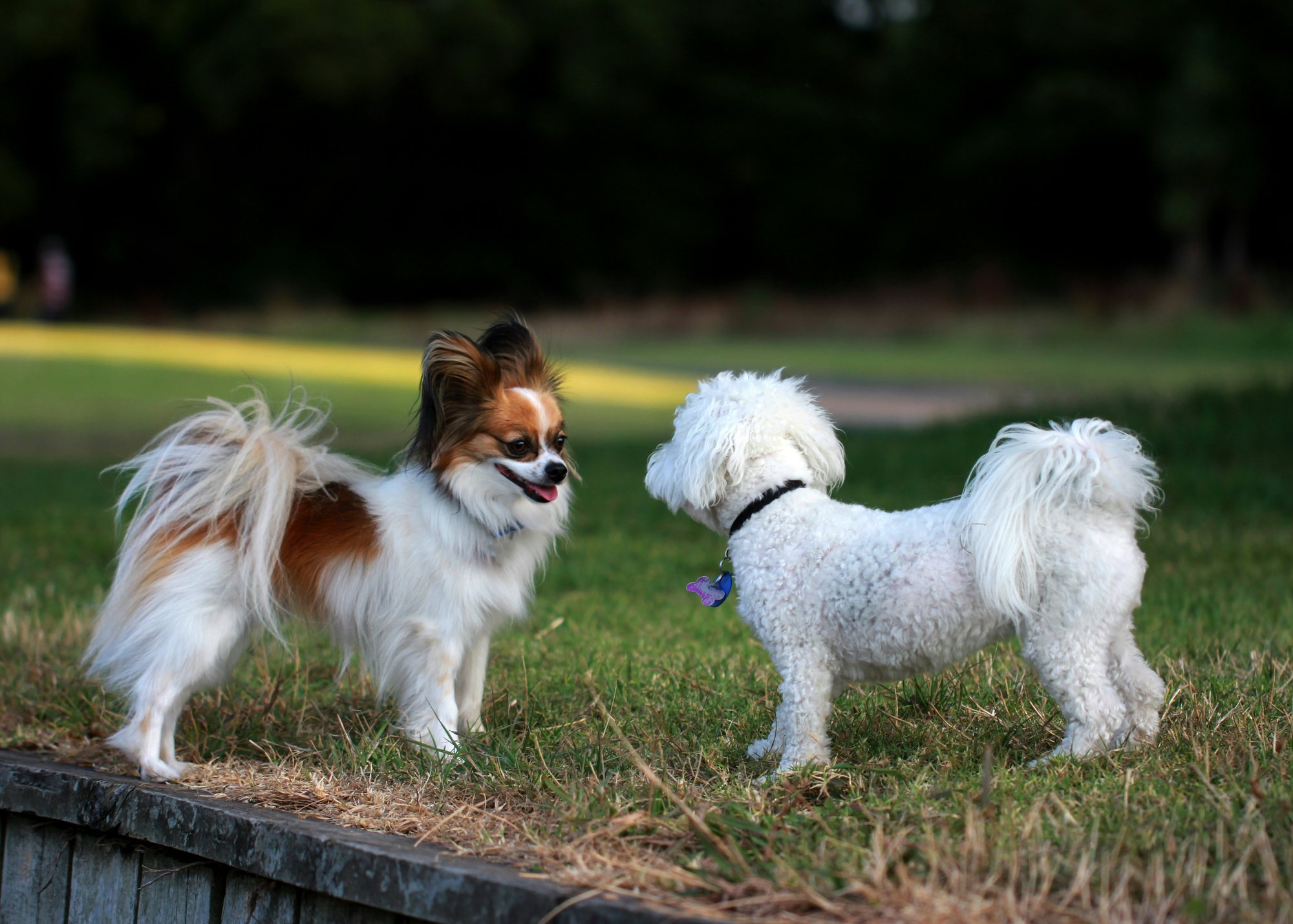 Hanlon Park Dog Park