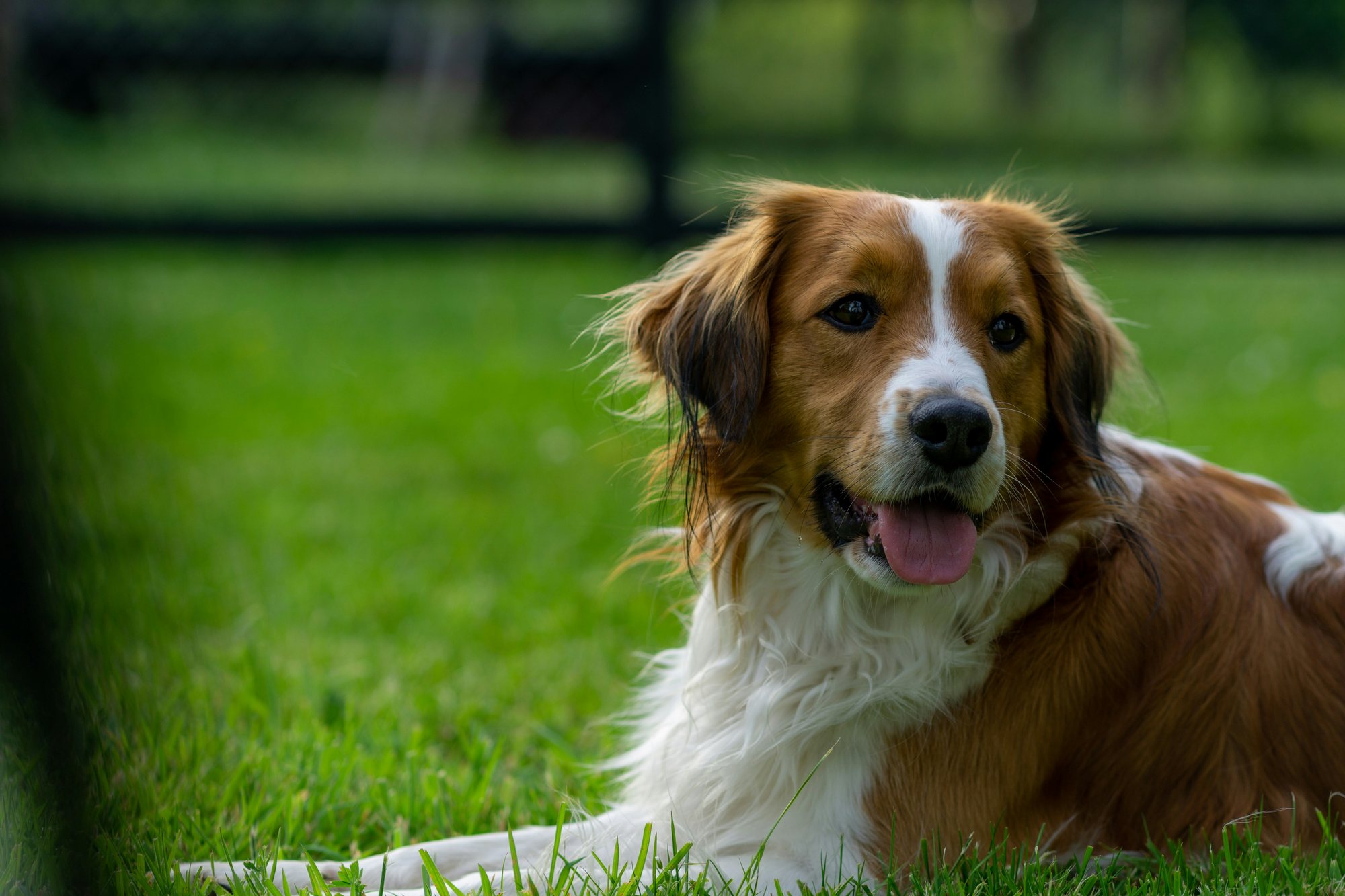 Powerhouse Park Off-Leash Area