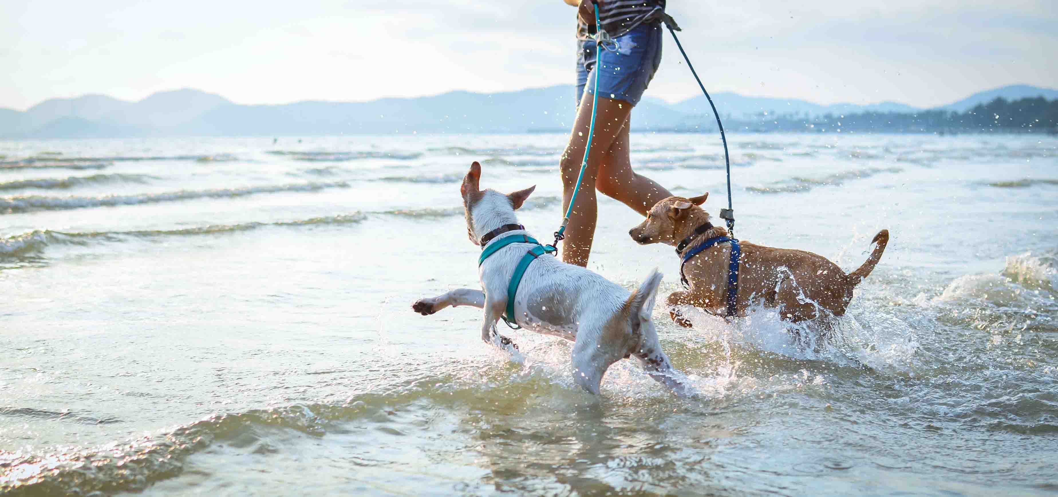 Happy dogs on group walk