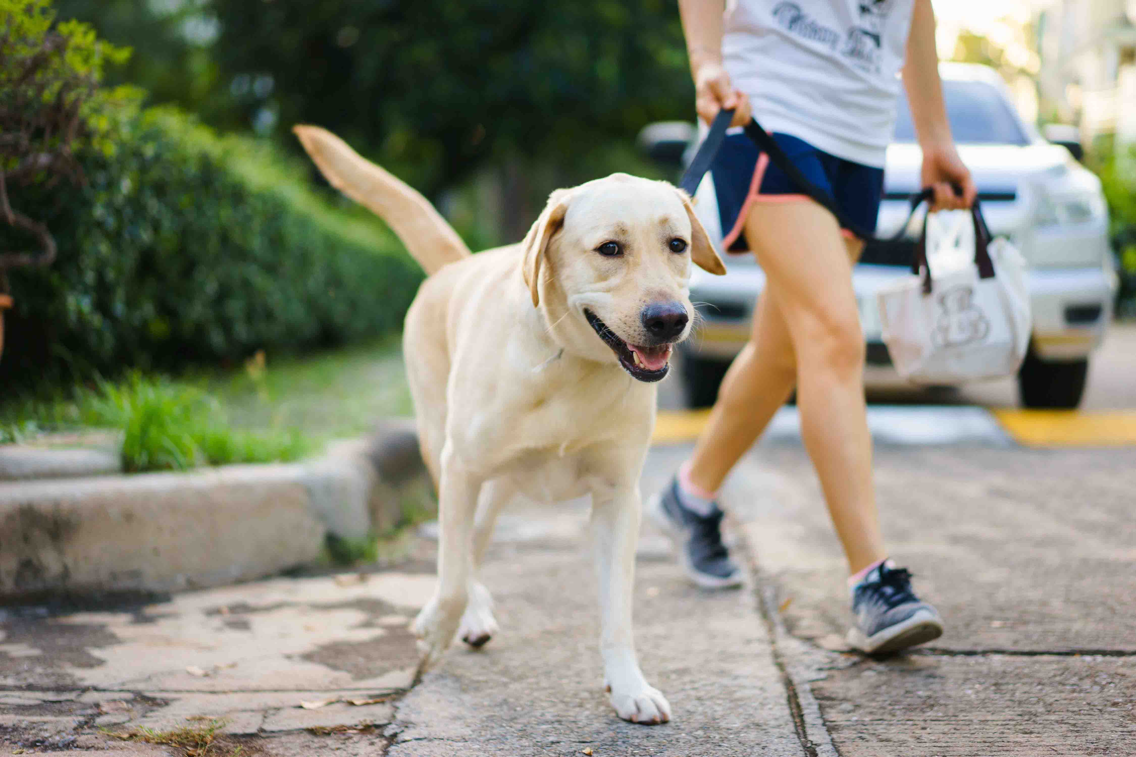 Dog on private walk